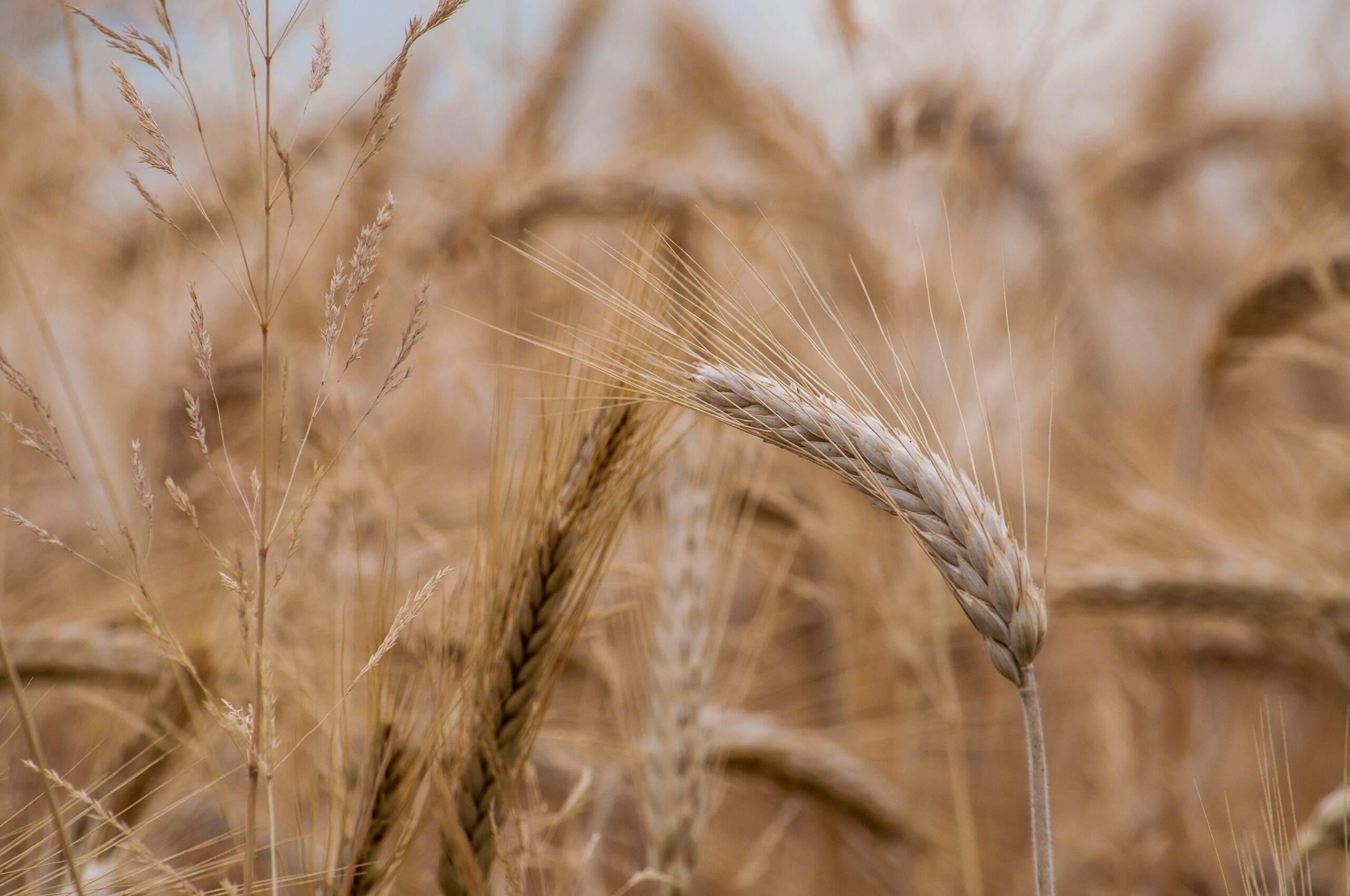 A selective focus shot of wheat crops on the field with a blurred background